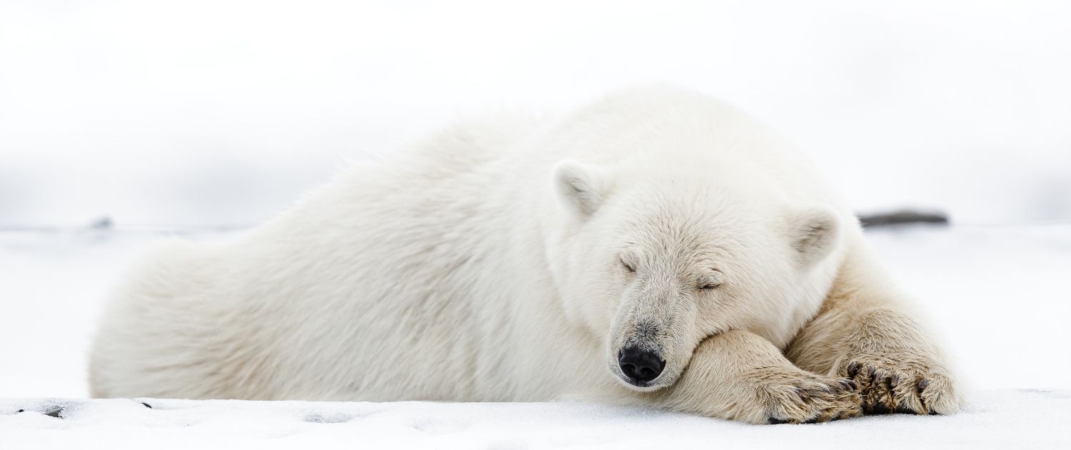 Paysage polaire avec ours blanc