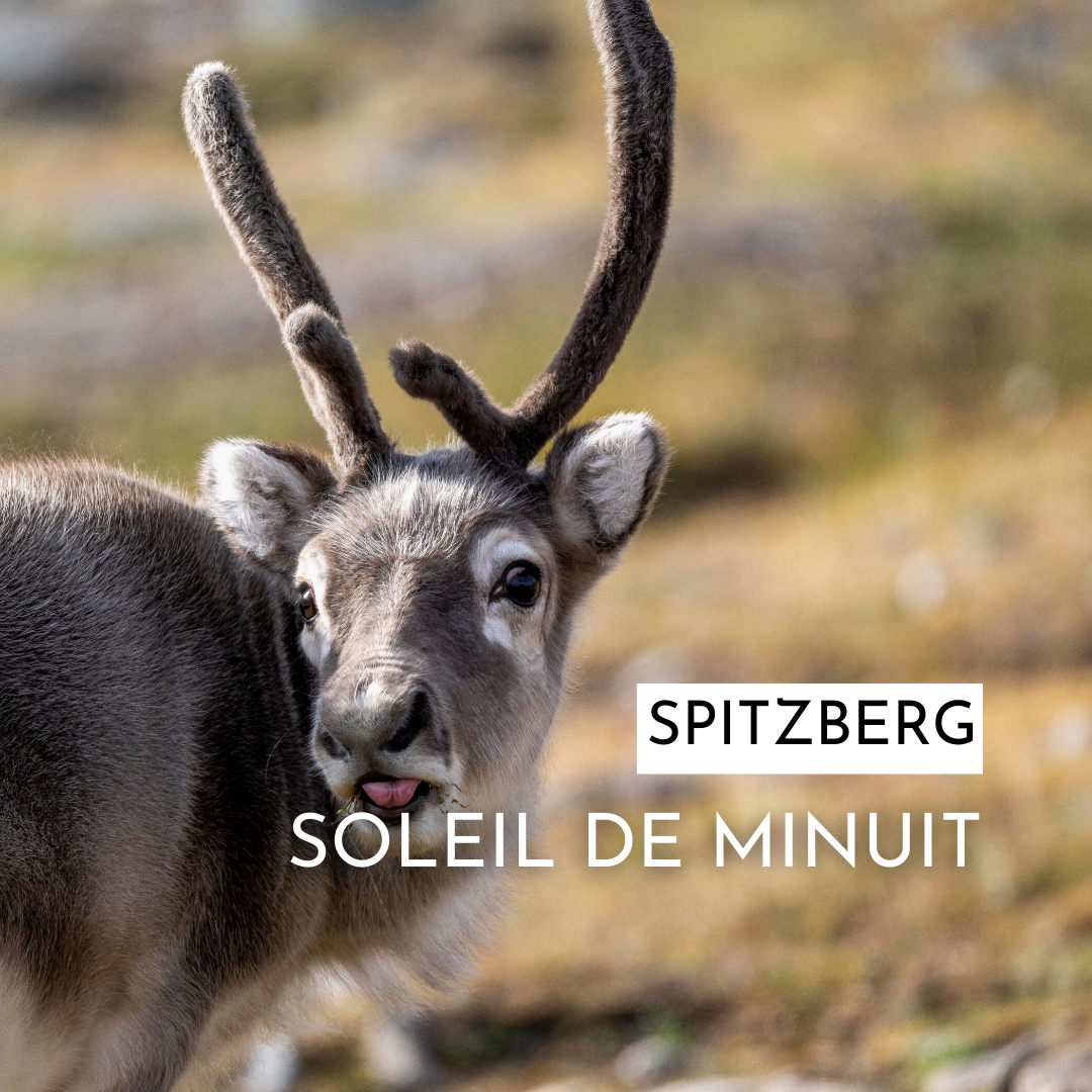 Spitzberg - Soleil de minuit