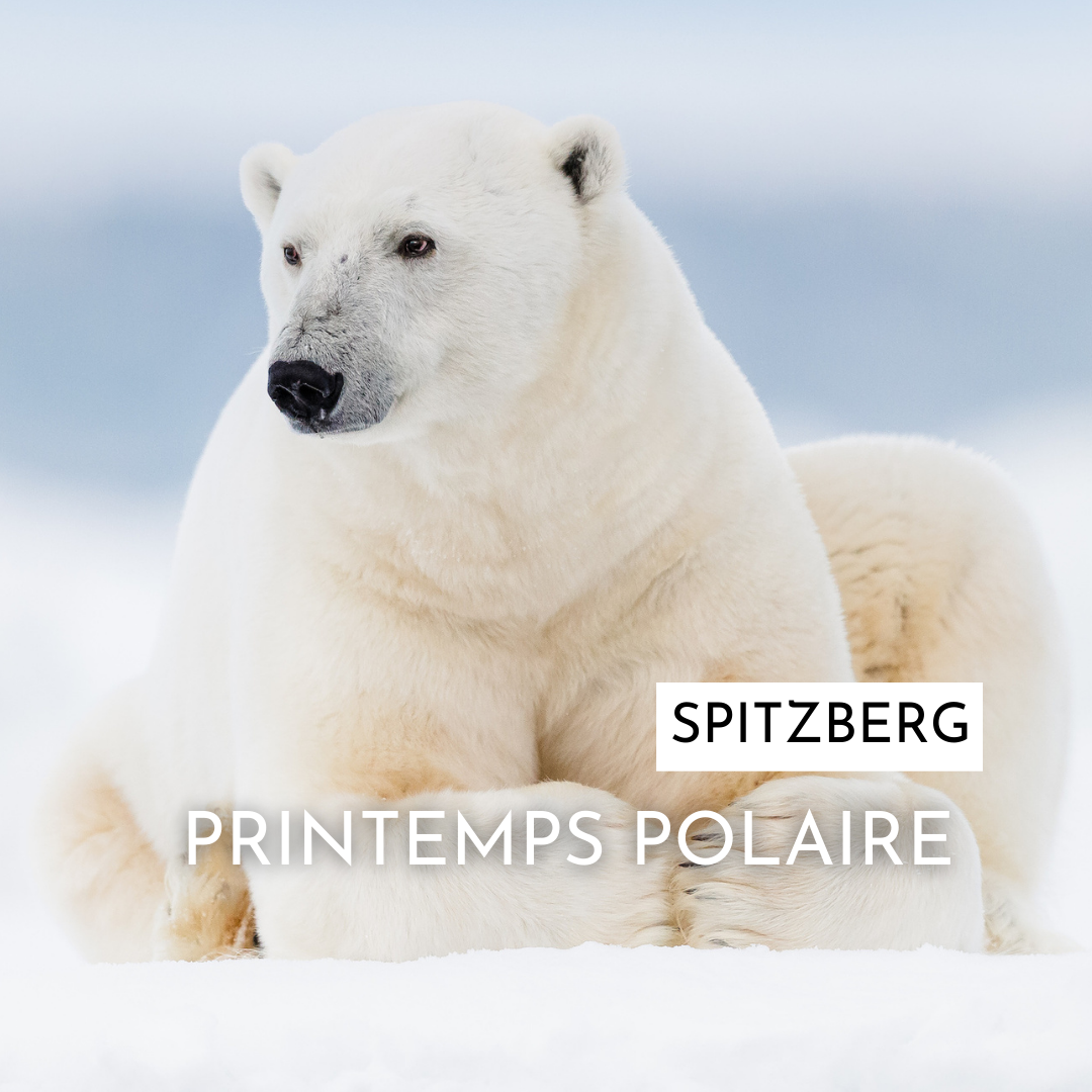 SPITZBERG PRINTEMPS POLAIRE