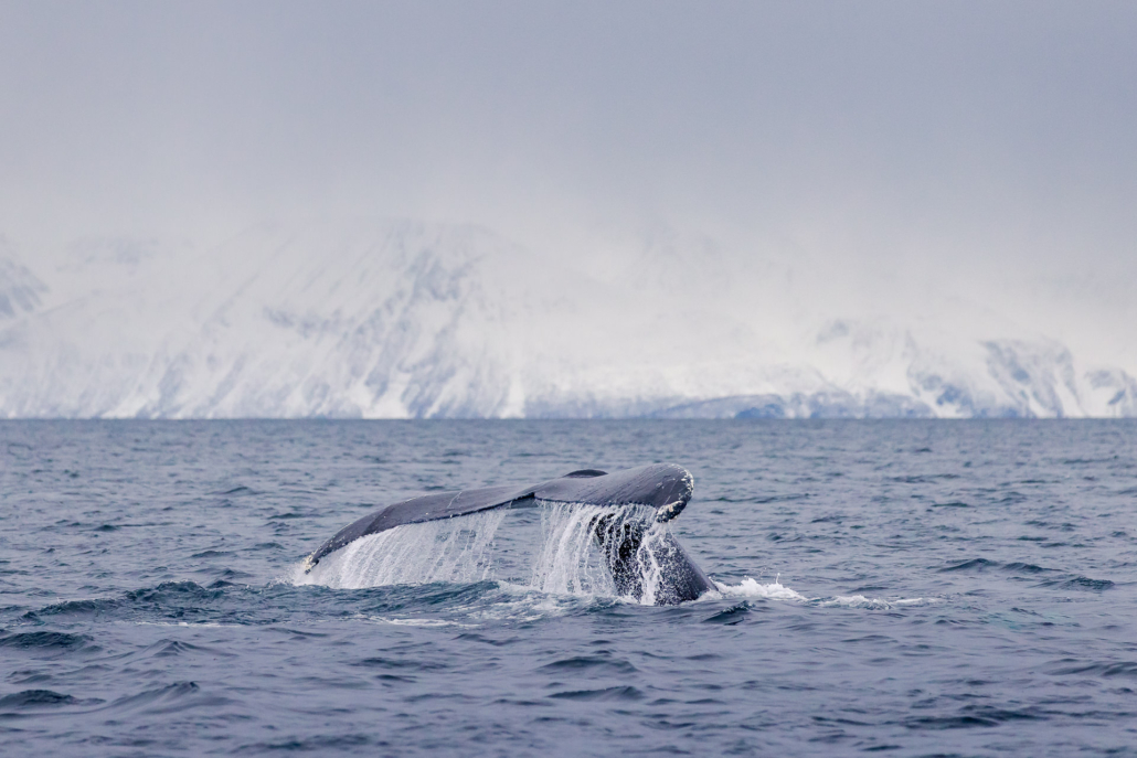 Baleine Norvège hiver