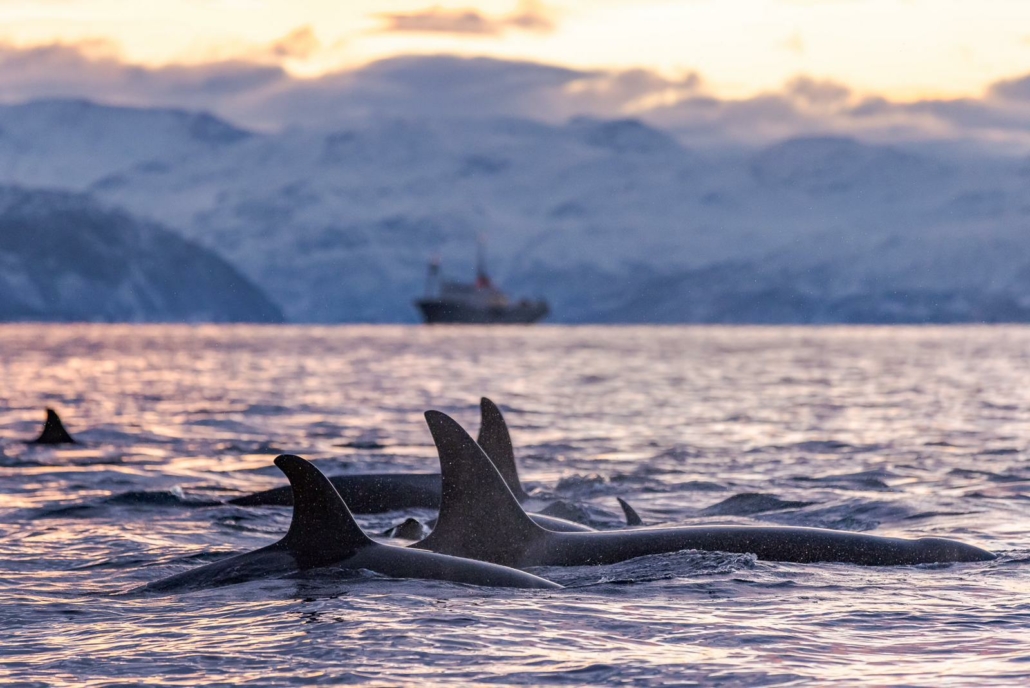 Groupe d'orques devant Polarfront Skervoy Norvège