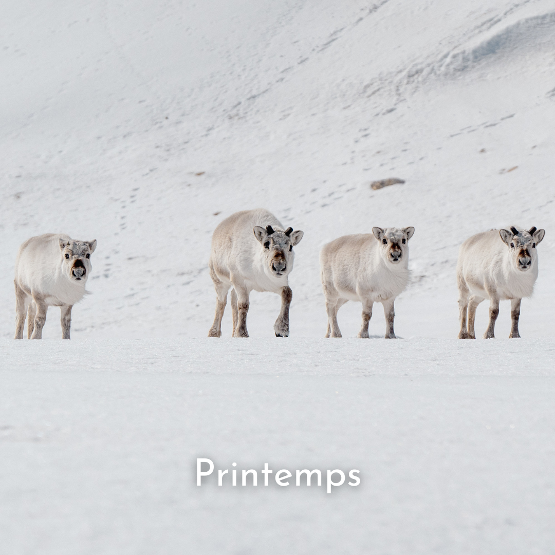 Printemps polaire au Spitzberg