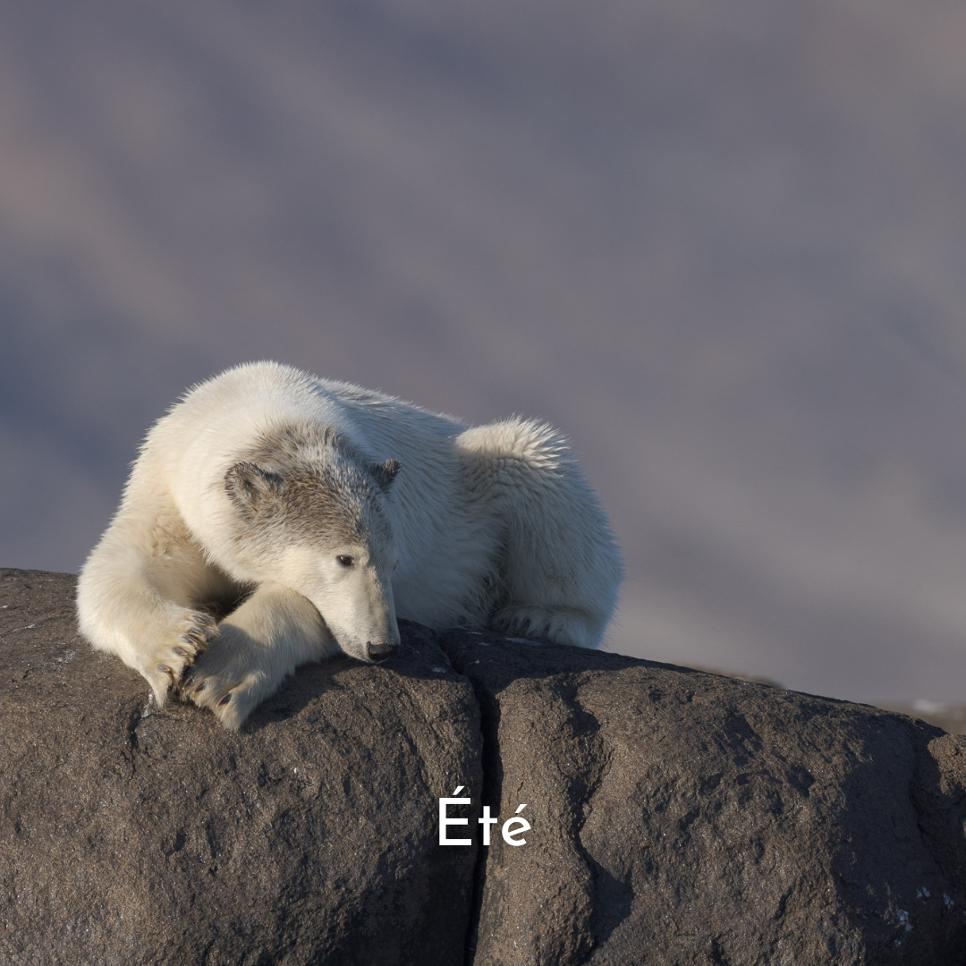 Soleil de minuit au Spitzberg