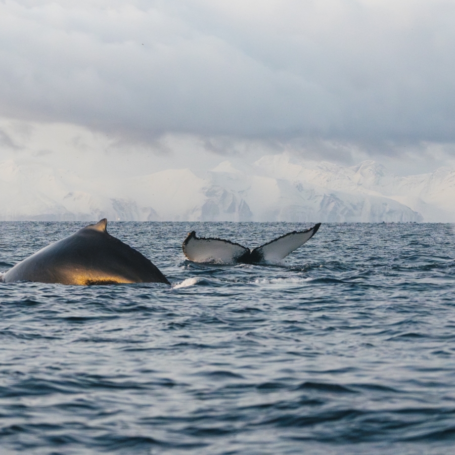 Baleines à Skjervøy à bord de Polarfront