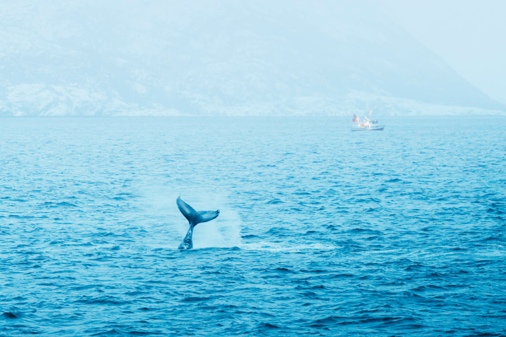 Queue de baleine devant Polarfront