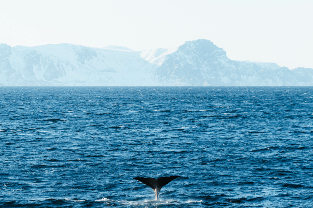Cachalot-norvege