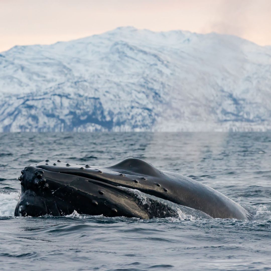 Baleine dans les eaux du nord de la Norvège