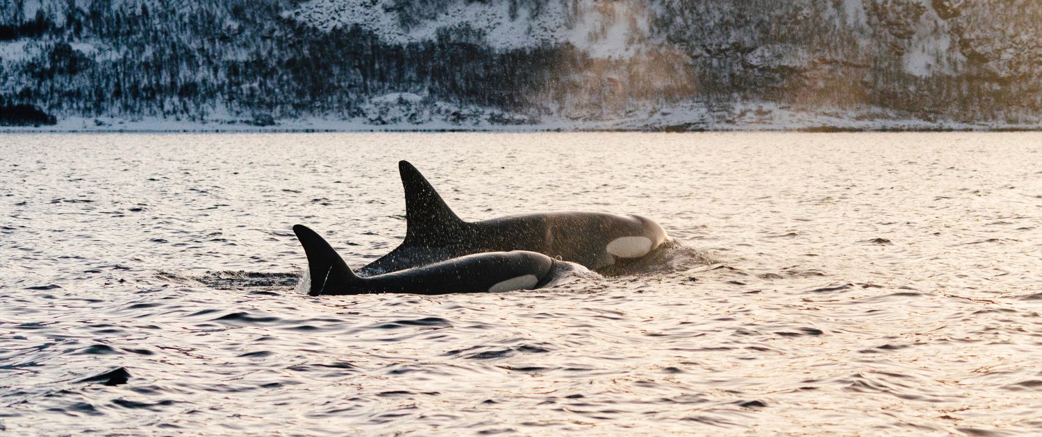 Orque-baleine-tueuse