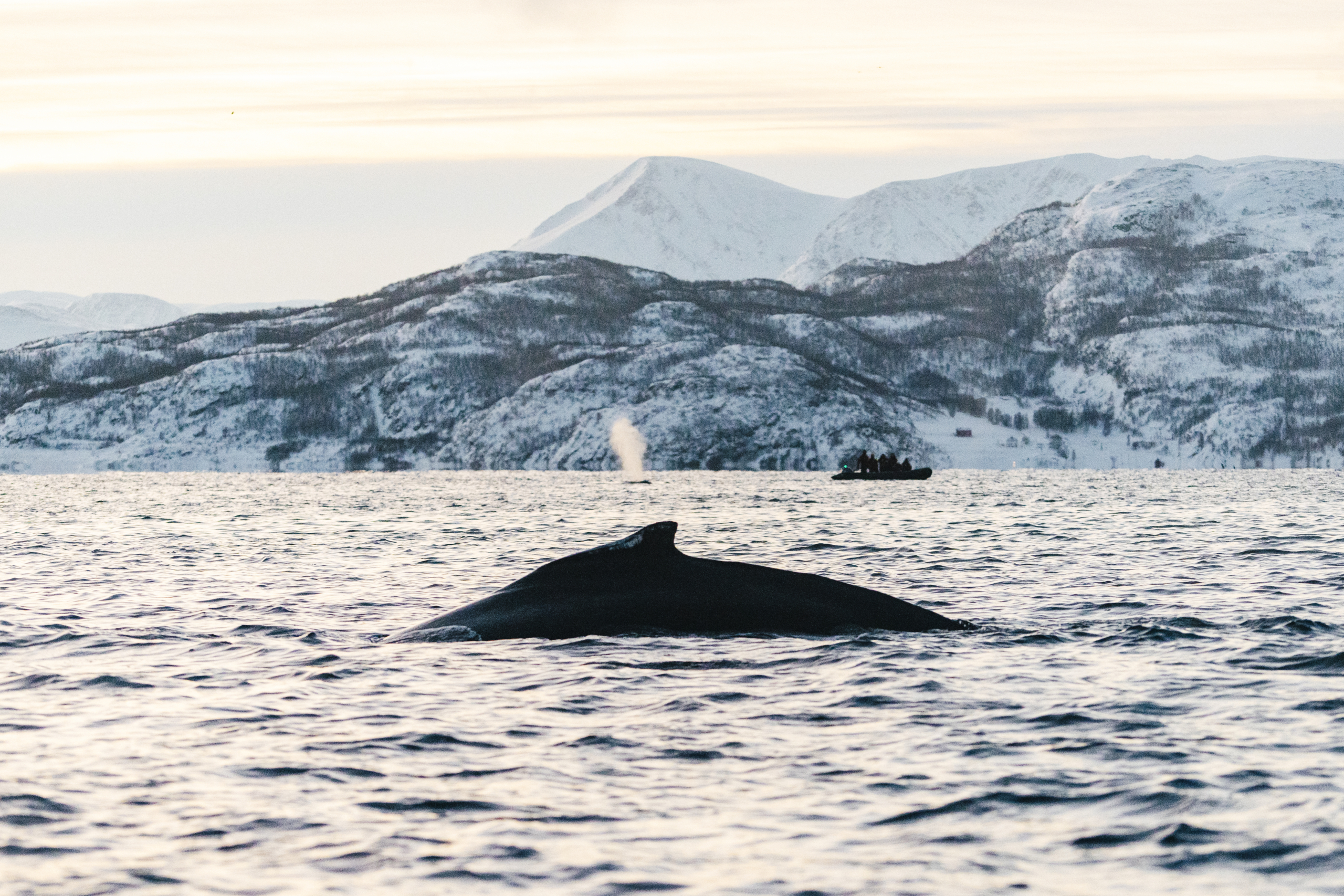 Baleine Norvège hiver