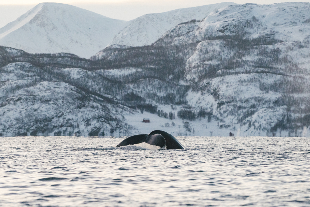 Baleine norvège nord