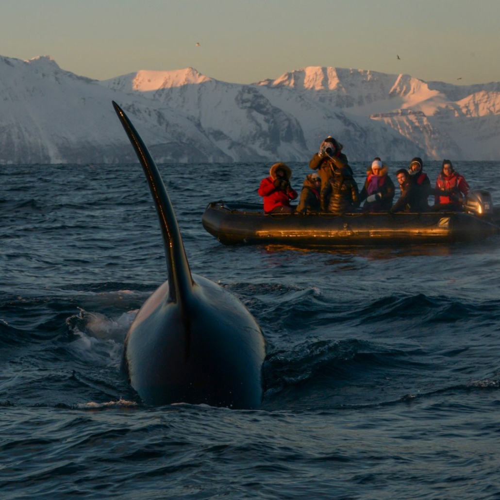 Voyage photo en zodiac face aux montagnes de Norvège