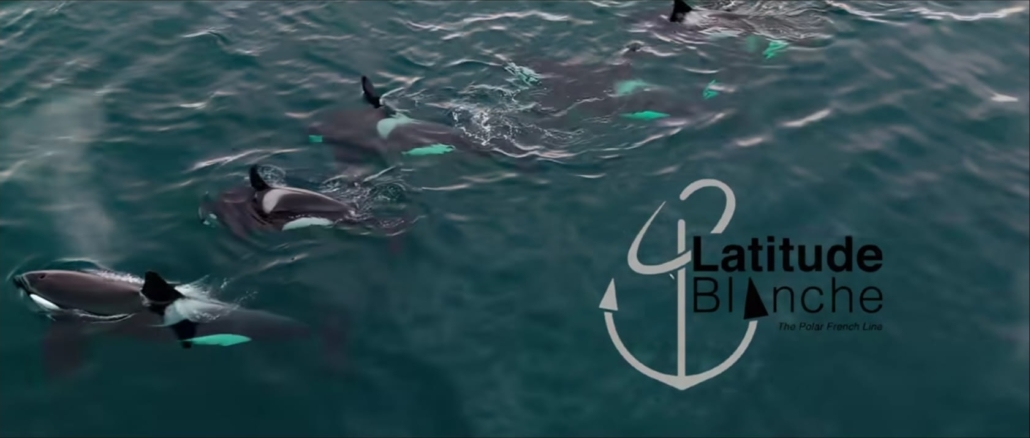 Orcas photographed by Jean-Philippe Le Brigant