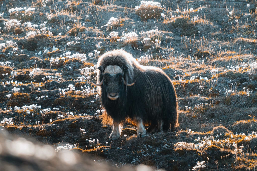 Musk ox in Greenland