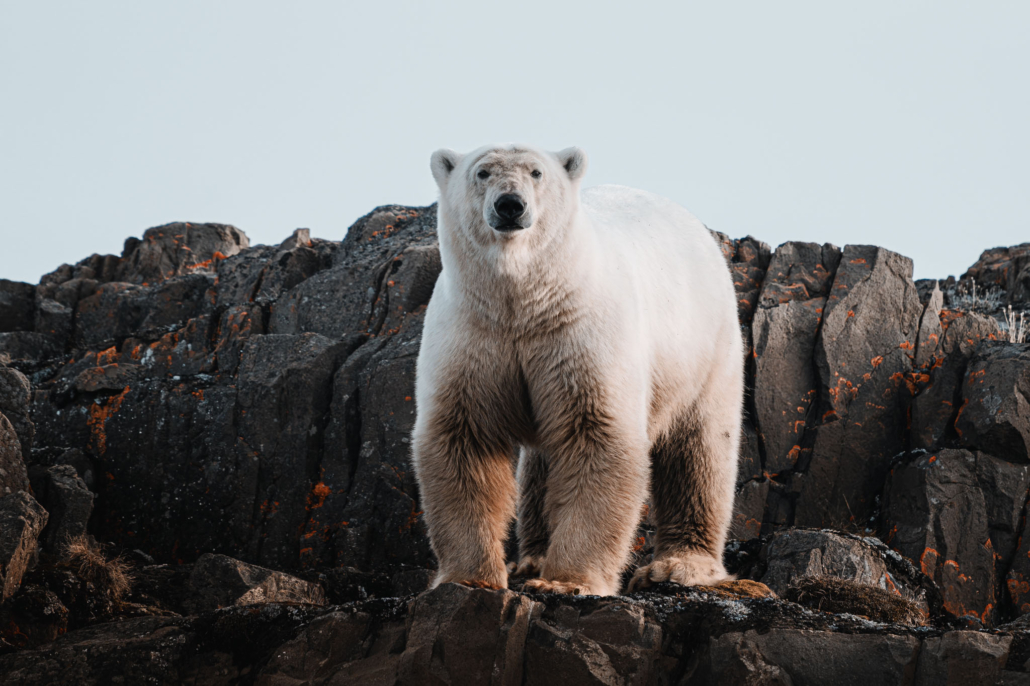 Polar bear in Greenland