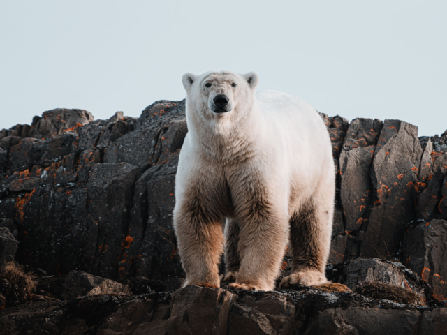 Scoresby Sund