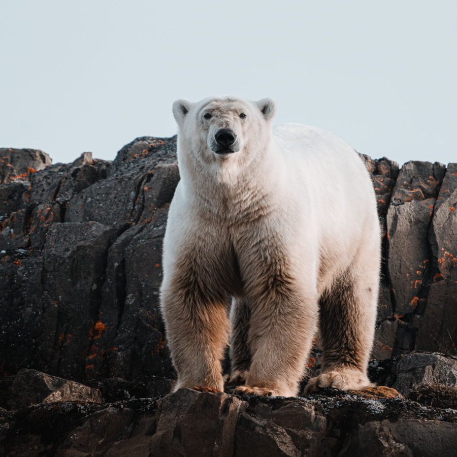 Scoresby Sund