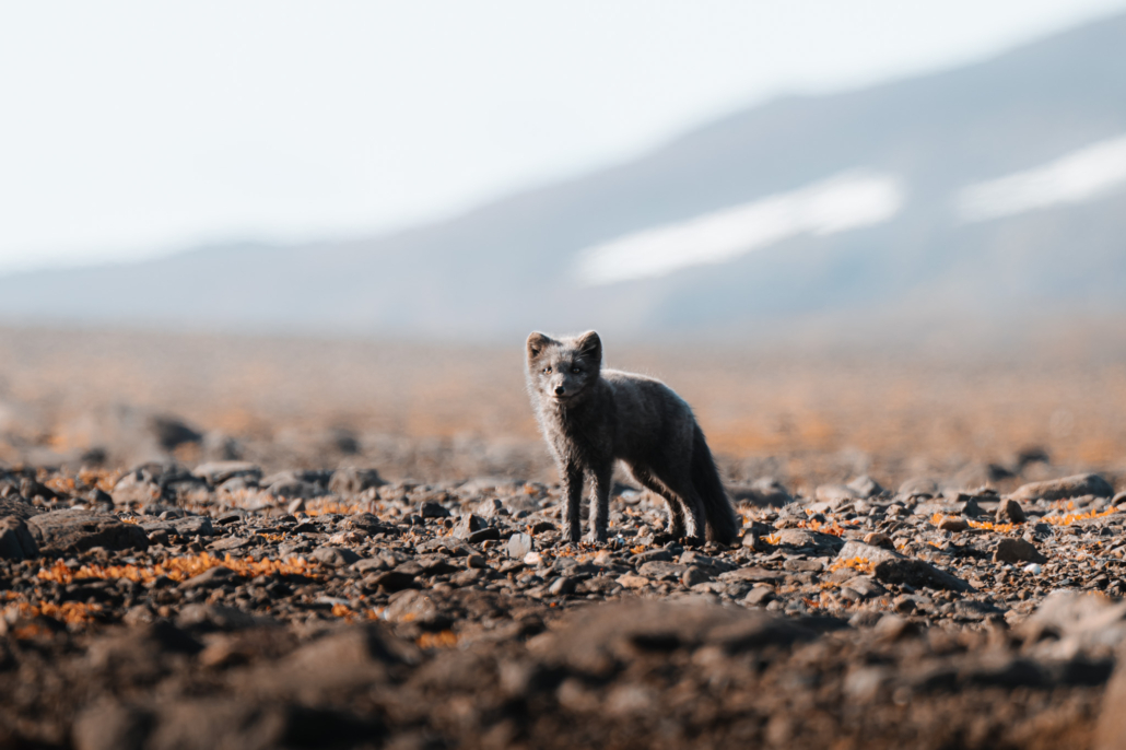 Arctic fox in Greenland