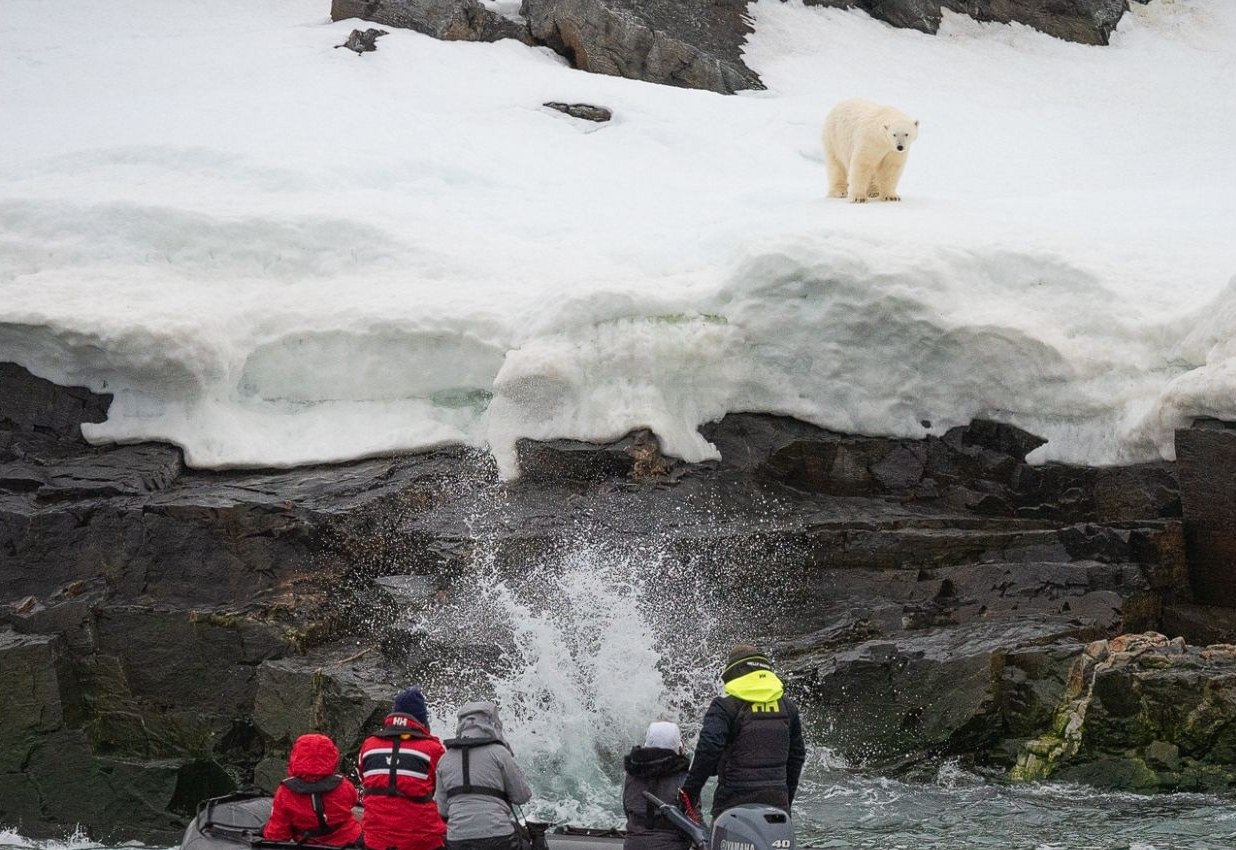 Exploring Krossfjord by Zodiac, with a polar bear