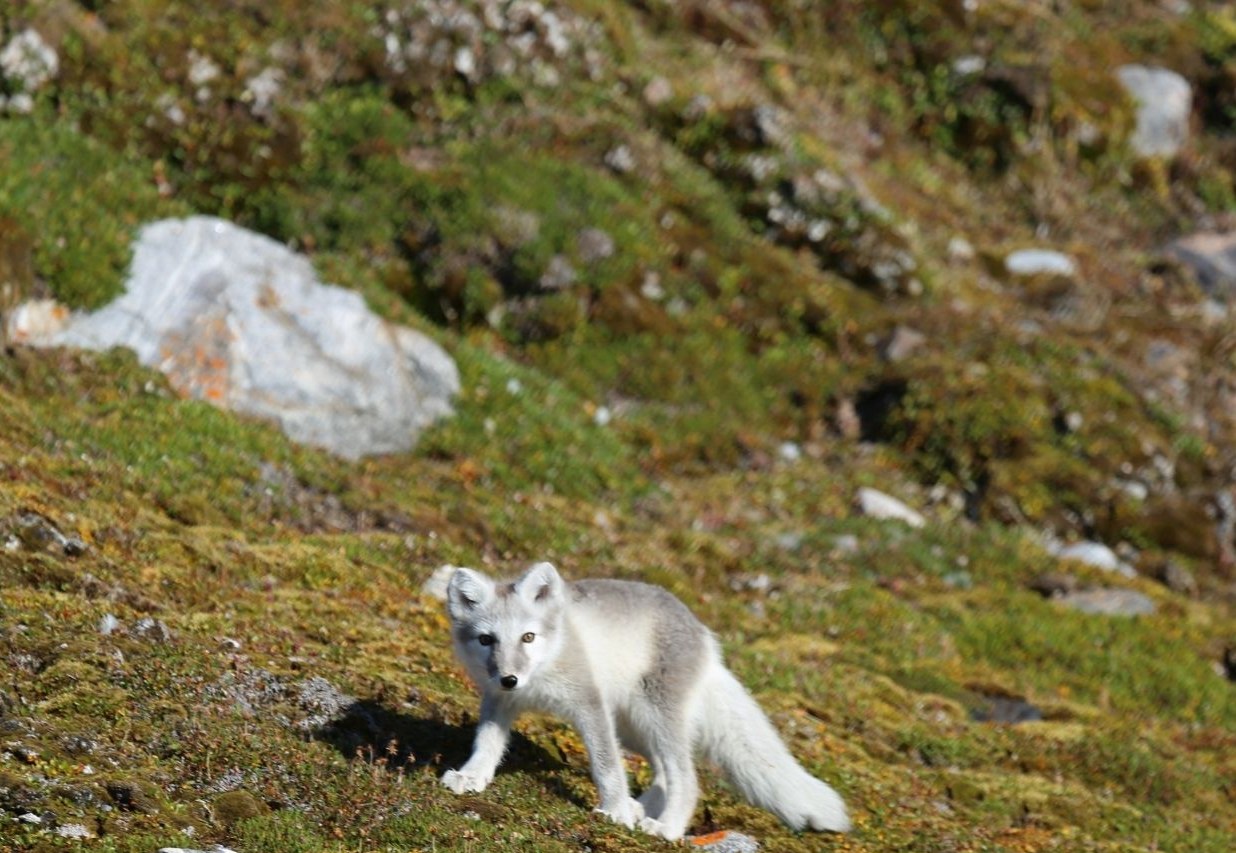 Arctic fox in Kongsfjord