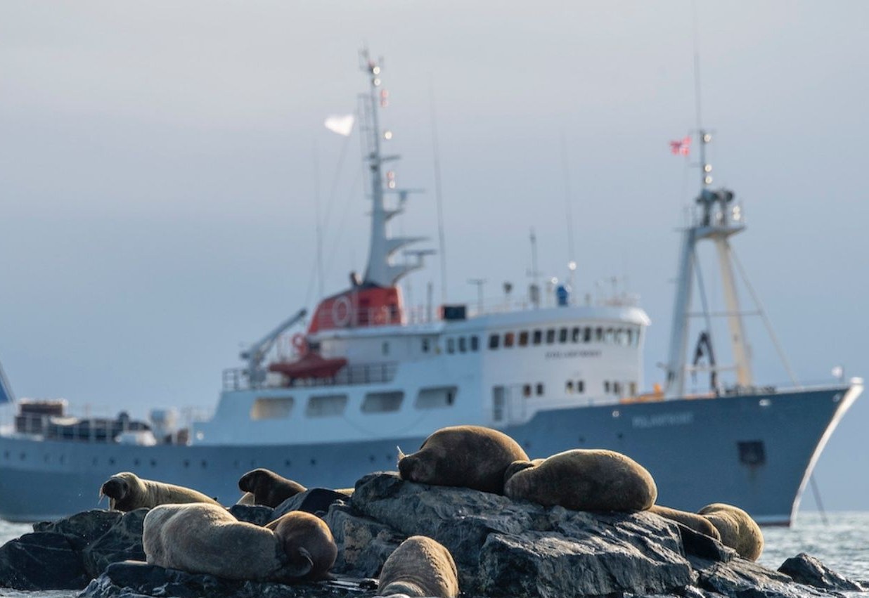 Spitsbergen’s west coast and its walrus colonies